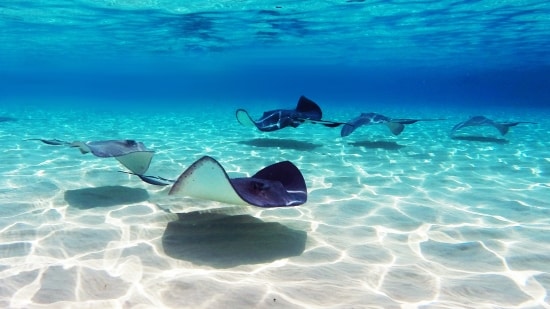 CAYMAN ISLANDS