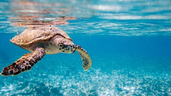 SEYCHELLES